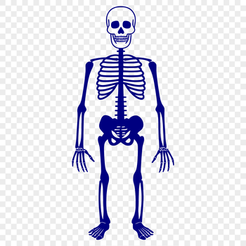 A full-body skeleton illustration in a standing position.