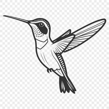 Illustrative vector image of a hummingbird in flight, suitable for design projects.