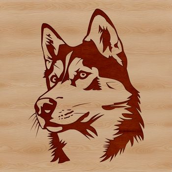 A detailed illustration of a Siberian Husky's head, suitable for vector graphics.