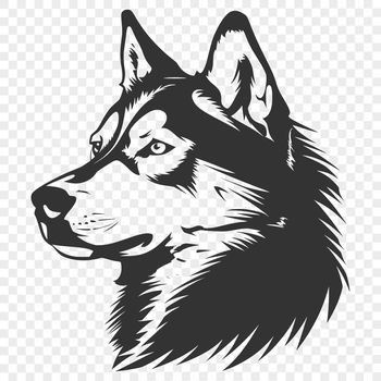 A Siberian Husky breed dog with its head facing forward, suitable for vector art designs.