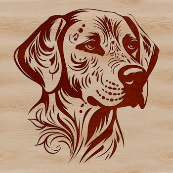 Illustration of a Labrador Retriever's head in vector format