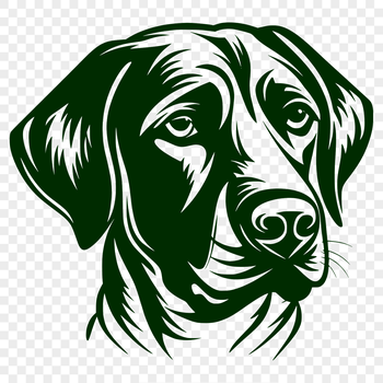 A realistic illustration of a Labrador Retriever's head, suitable for use in digital designs and crafts.