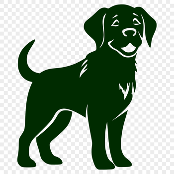 A standing Labrador Retriever dog in full body pose.