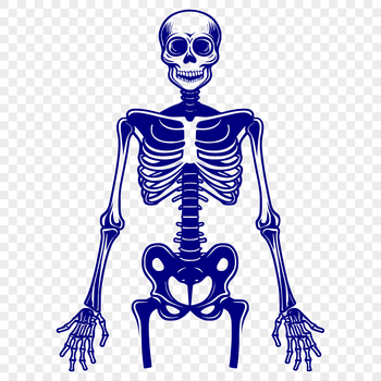 A detailed illustration of a standing skeleton, created as a vector graphic for various uses.