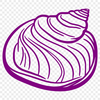 A 2D illustration of a seashell, suitable for vector design.