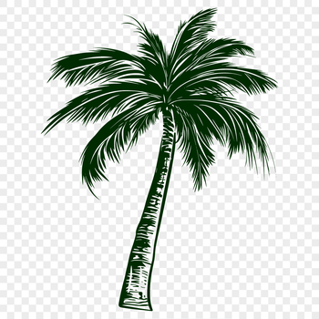 A stylized illustration of a palm tree suitable for vector design projects.