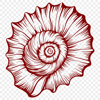 A stylized illustration of a seashell found on the seaside, suitable for vector design projects.