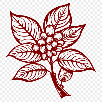 A detailed illustration of a coffee bean in vector format.