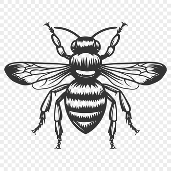 A detailed illustration of a bee in full body view.