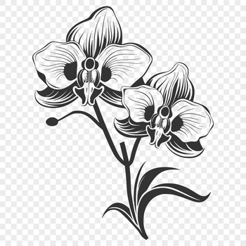 A high-quality, detailed illustration of a blooming orchid flower with delicate petals and center.