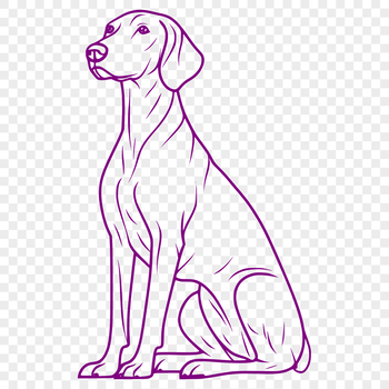 A high-quality vector illustration of a sitting Weimaraner dog from the front.