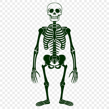 A full-body human skeleton in a standing position, ideal for use as clip art or vector design in various formats.