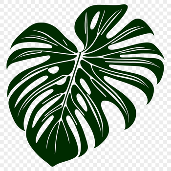 Detailed illustration of a Monstera leaf in vector format, suitable for design and crafting projects.