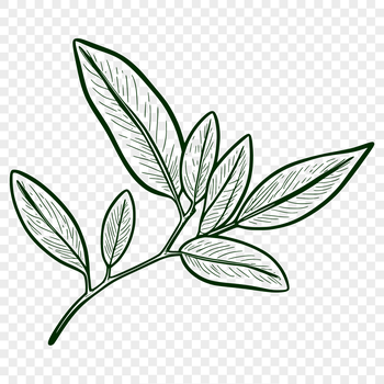 A green, stylized leaf with veins and edges, suitable for digital design and printing.