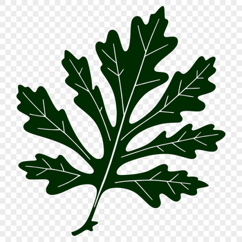 A detailed illustration of a single leaf with intricate lines and shapes.