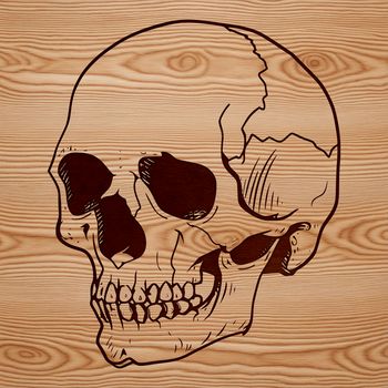 A vector graphic representation of a human skull with clean lines and precise details.