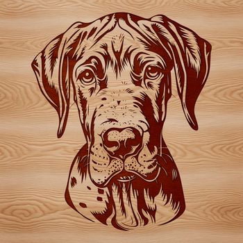 A detailed illustration of a Great Dane's head with a distinctive appearance.