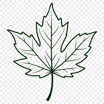 A vector illustration of a single maple leaf with detailed veins and edges.