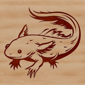 An illustration of a Mexican salamander, also known as an axolotl, in profile.