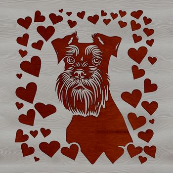 A small breed dog with a distinctive beard, recognizable as a Miniature Schnauzer.