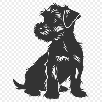 A small-sized dog breed, the miniature schnauzer, sitting on its haunches with a friendly expression.