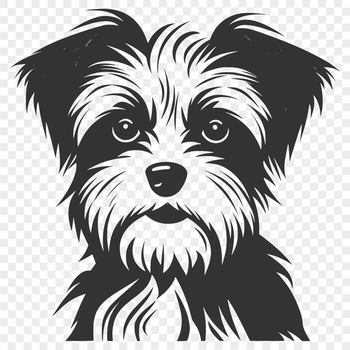 A small dog breed called Morkie with its head turned slightly to one side.