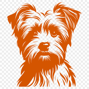 A small dog breed called Morkie with a round head and adorable expression.