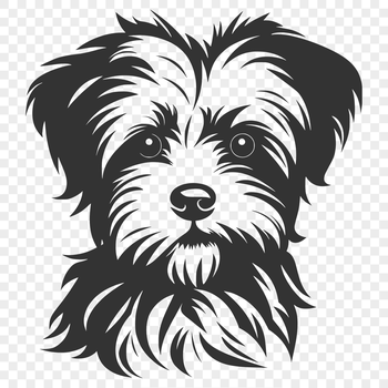 A small dog breed mix with a distinctive head shape.