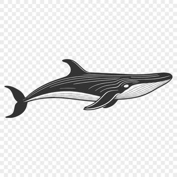 Illustrated whale vector graphic, suitable for commercial and personal use.