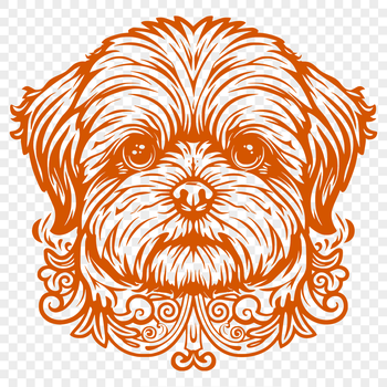 Small breed dog with long coat and distinctive head.