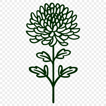 A detailed illustration of a blooming chrysanthemum plant with multiple flowers and leaves.
