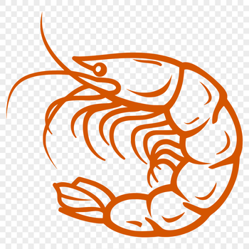 A detailed illustration of a shrimp in full body view, suitable for digital design projects.