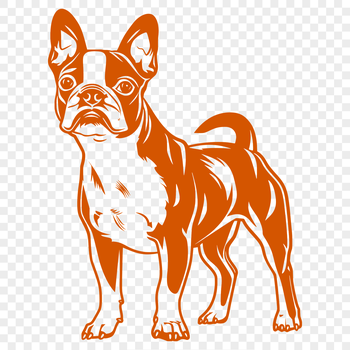 A full-body illustration of a standing Boston Terrier dog in a neutral pose.