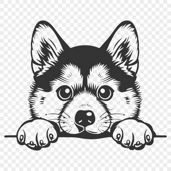 A detailed illustration of a Japanese breed dog's head, including facial features and expression.