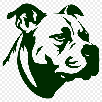A close-up portrait of a pitbull's head with a distinctive muzzle and ears.