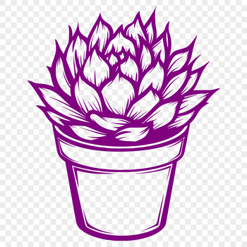 Succulent plant with thick, fleshy leaves growing in a desert environment.