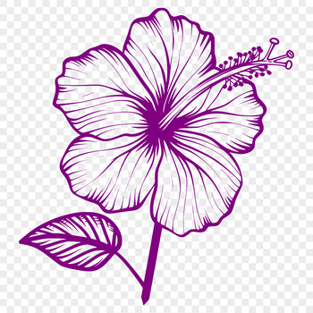 A detailed illustration of a Hibiscus flower with intricate petals, suitable for graphic design projects.