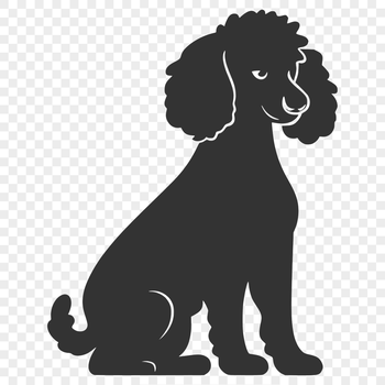 A sitting poodle with full body illustration in vector art format.