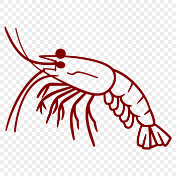 A detailed illustration of a shrimp from head to tail, suitable for vector graphics and cutting machine projects.