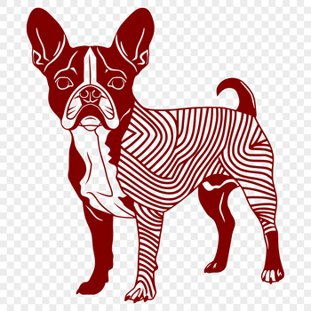 A full-body illustration of a standing Boston Terrier breed dog.