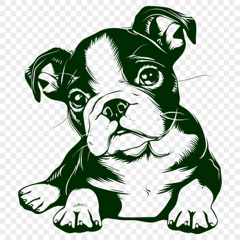A full-body illustration of a friendly-looking Boston Terrier lying on its side.