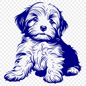 A full-body illustration of a seated Havanese dog breed with detailed features.
