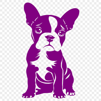 A sitting Boston Terrier dog breed in full-body vector format.