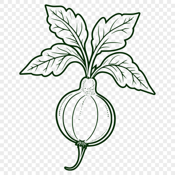 A simple line art illustration of a radish.