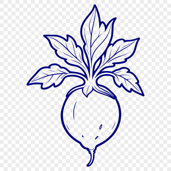 A simple, high-resolution vector illustration of a radish.