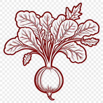 A close-up illustration of a radish root with leafy greens.