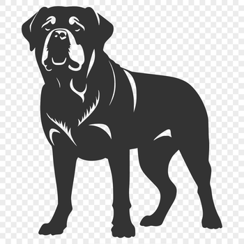 A standing adult Rottweiler dog in full body view.