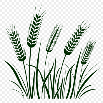 A vector illustration of a wheat stalk, ideal for digital use in various formats.
