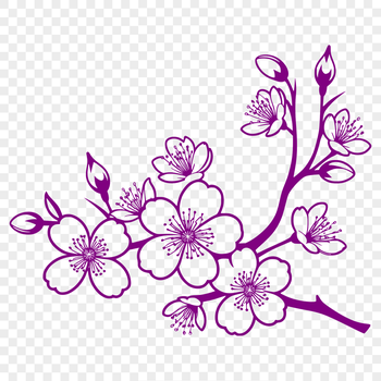 A detailed illustration of a single cherry blossom with delicate pink petals.