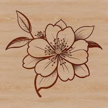 Vector artwork of a cherry blossom flower in full bloom.